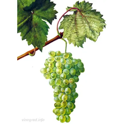 КОСОРОТОВСКИЙ