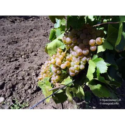 БИЯС АЙБАТЛЫ