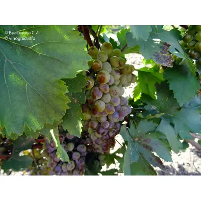 АДЖЕМ МИСКЕТ