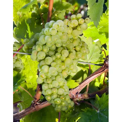 БОГОС ЗЕРВА