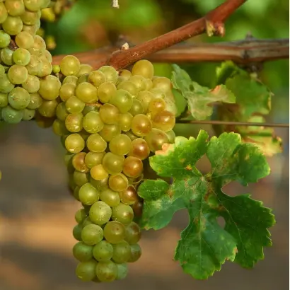 КАНДАВАСТА