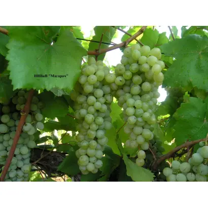 КИРМИЗИ САП СУДАКСКИЙ