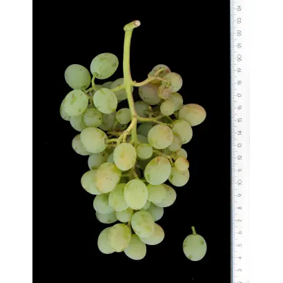 КОКУР БЕЛЫЙ ПОЛУРАССЕЧЕННЫЙ