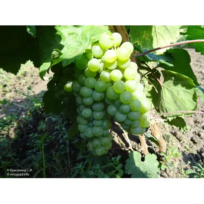 КОКУРДЕС БЕЛЫЙ