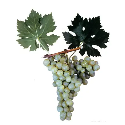 КУРТСЕИТ АГАНЫН ИЗЮМ