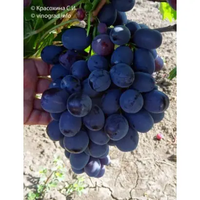 КУТЛАКСКИЙ ЧЕРНЫЙ