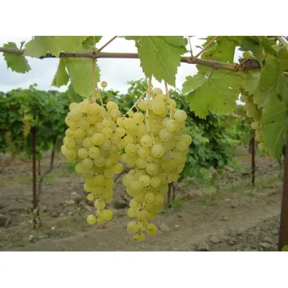 МУСКАТ КРЫМСКИЙ