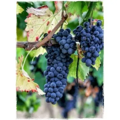 САФТА ДУРМАЗ