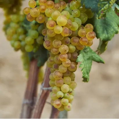 ХАЛИЛЬ ИЗЮМ