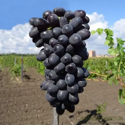 ЧЕРНЫЙ КРЫМСКИЙ