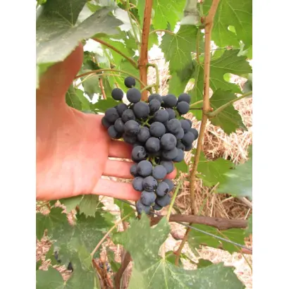 АНЧЕЛЛОТТА