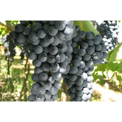 ТЕРОЛЬДЕГО