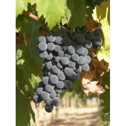 МОНТЕПУЛЬЧАНО