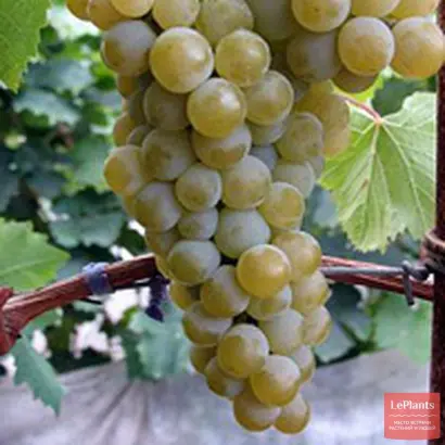 ЦИТРОН ЦЮРУПИНСКИЙ