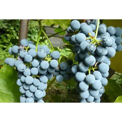 АМУРСКИЙ ПОТАПЕНКО