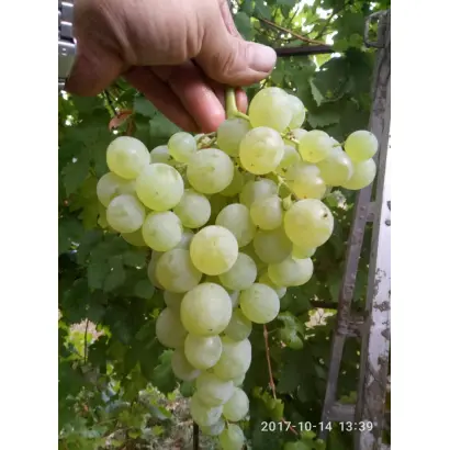 СУРУЧЕНСКИЙ БЕЛЫЙ