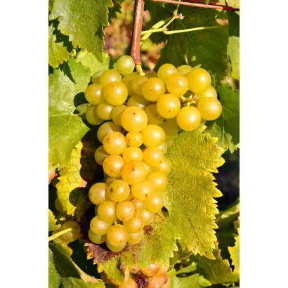 МОСКАТО ДЖАЛЛО