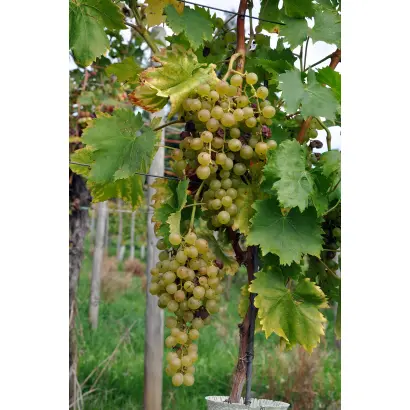 ПЕДРО ХИМЕНЕС