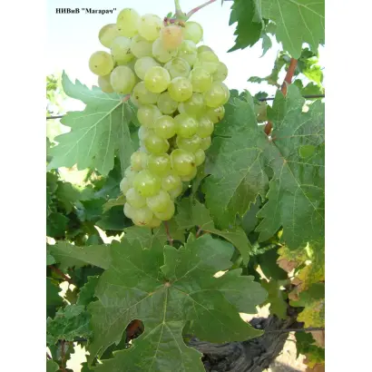 АМЕТ АДЖИ ИБРАМ