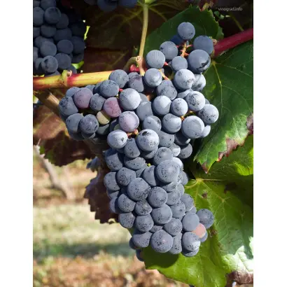 АЛИКАНТ БУШЕ