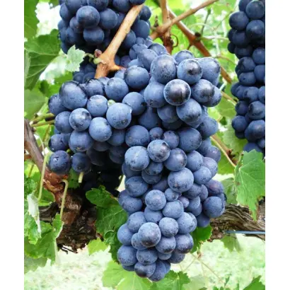 МАРИНОВСКИЙ