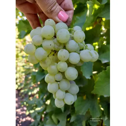 ГЕЧЕИ ЗАМАТОШ