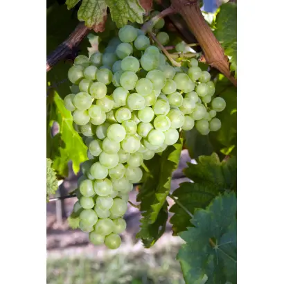 КУМШАЦКИЙ БЕЛЫЙ