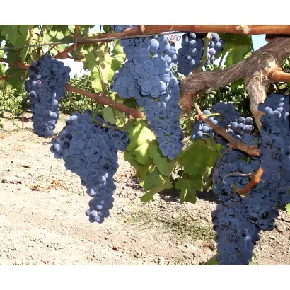 ГРАНАТОВЫЙ