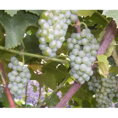 МОСКОВСКИЙ