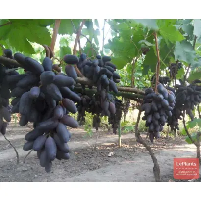 МОСКОВСКИЙ ЧЕРНЫЙ