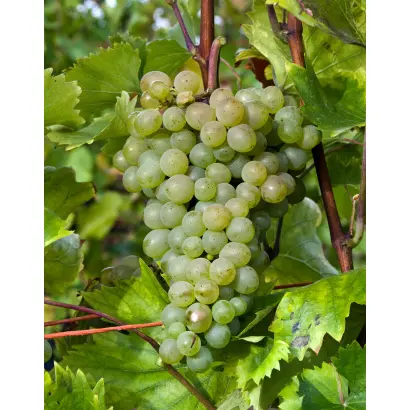 ДУНАВСКИ ЛАЗУР