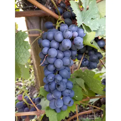 АНТЕЙ МАГАРАЧСКИЙ