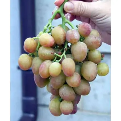 КАПИТАН ЯНИ КАРА