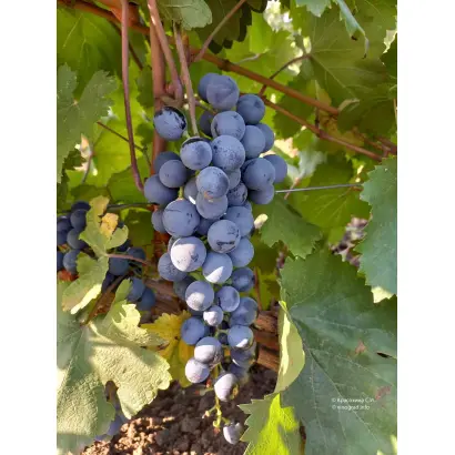 КОКУРДЕС ЧЕРНЫЙ