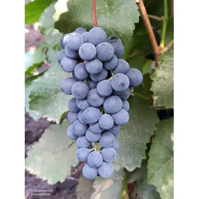 КРАСНОСТОП КАРПИ