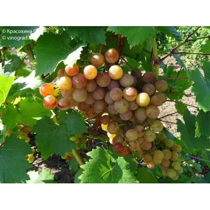 НОВОУКРАИНСКИЙ РАННИЙ