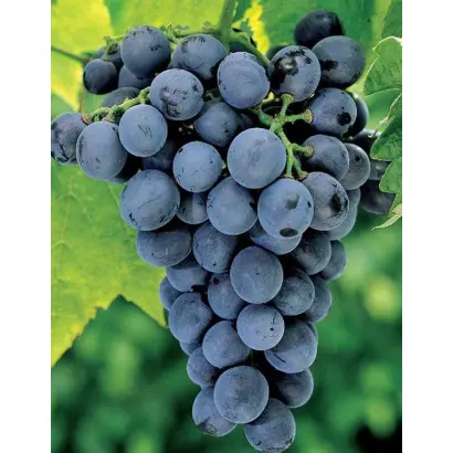 АМУРСКИЙ ПРОРЫВ