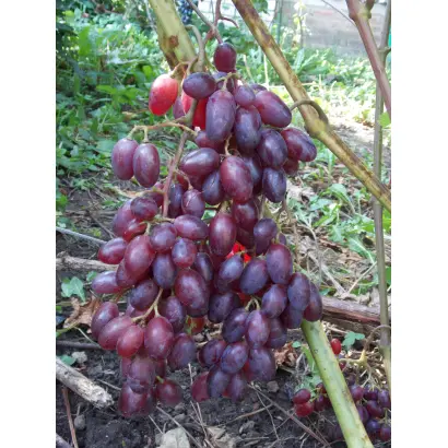 ЛЮСИ КРАСНАЯ