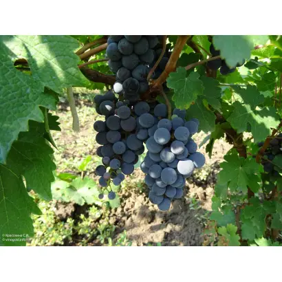 СОВИНЬОН ТАМАНСКИЙ