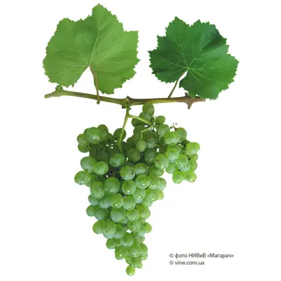 АВРОРА МАГАРАЧА