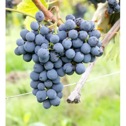 САНДЖОВЕЗЕ