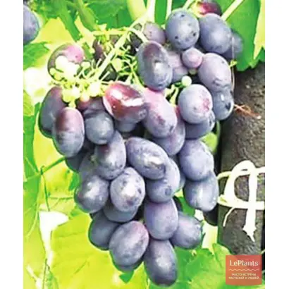 ЛОЗА ГОРЯНКИ