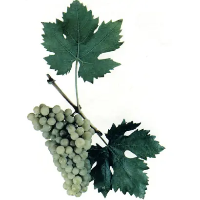 СОЛНЕЧНОДОЛИНСКИЙ