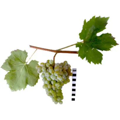 ГРУШЕВСКИЙ БЕЛЫЙ