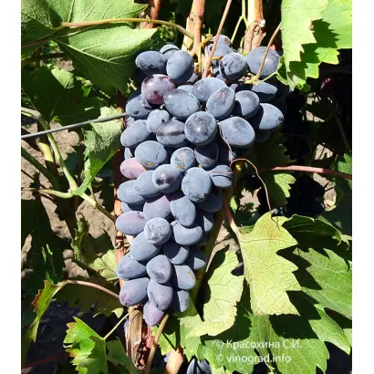 ОСЕННИЙ ЧЕРНЫЙ