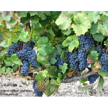 АНАТЕЛИКОН