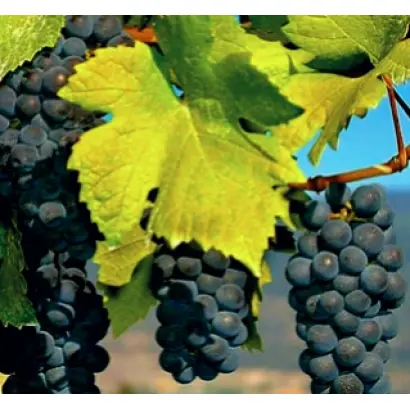 ДЖЕВАТ КАРА