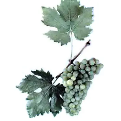 КАПСЕЛЬСКИЙ БЕЛЫЙ