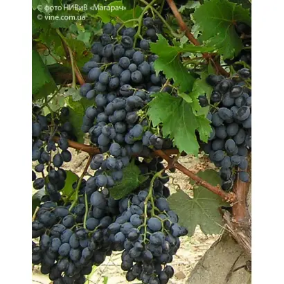 ПАМЯТИ ГОЛОДРИГИ