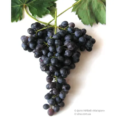 ЮЖНОБЕРЕЖНЫЙ